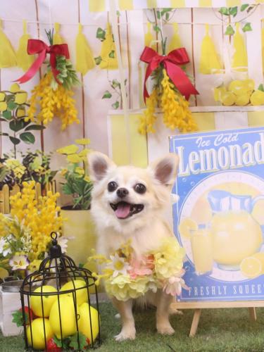 20240411ミルクちゃん